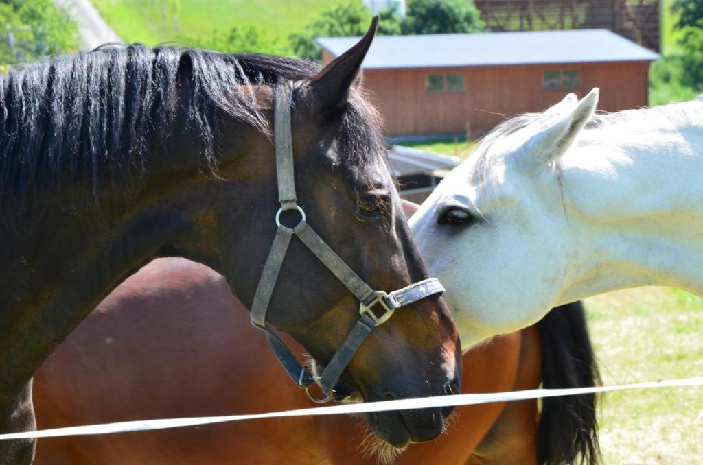 Hotel Horse Riding - Jezdecky Areal Tršice Εξωτερικό φωτογραφία