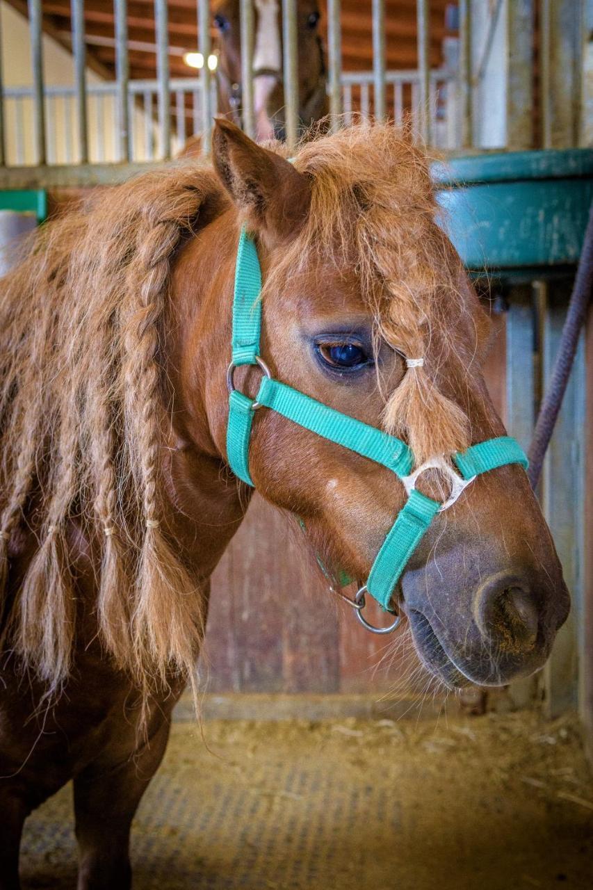 Hotel Horse Riding - Jezdecky Areal Tršice Εξωτερικό φωτογραφία
